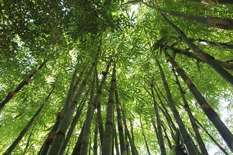 Mimpi melihat bambu kuning  3